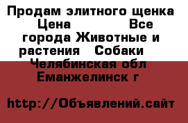 Продам элитного щенка › Цена ­ 30 000 - Все города Животные и растения » Собаки   . Челябинская обл.,Еманжелинск г.